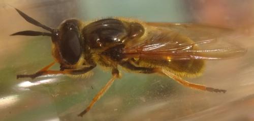 Callicera macquarti